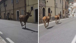 Pack Of Deer Randomly Run Down A Street In Italy