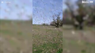 Une invasion de sauterelles impressionnante