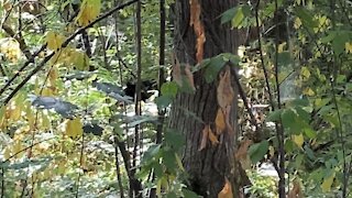 3 bears by a trail