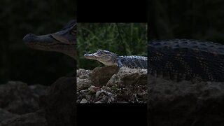 Wild Alligator encounters with Canon R10