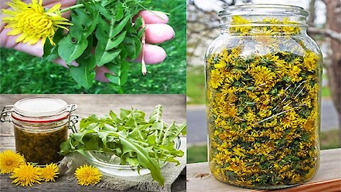 Dandelion Treats Cancer, Hepatitis, Liver Diseases, Kidneys, Stomach… Here’s How To Prepare