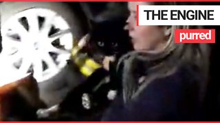 Cat is found after going missing for SIX days - in the engine of a car