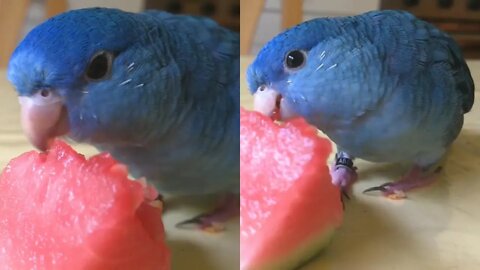 Little Parrot eating watermelon on the table