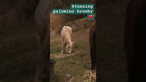 Stunning palomino brumby #brumbies #guyfawkesheritagehorses