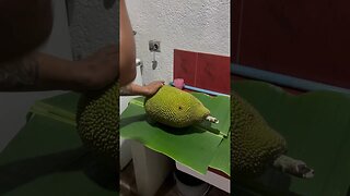 Cutting Jackfruit #shorts #shortsvideo #food #philippines