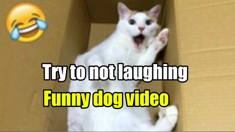Viral funny dog videos | Try not to Laughing| funny moments of Dog