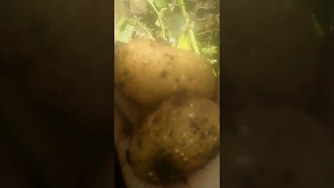 Late Break Fast Potato Harvest. July/19/2023. Lots of Little Ones