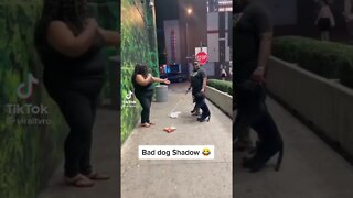 Blind Guard Dog Makes Her Drop Her Sandwich