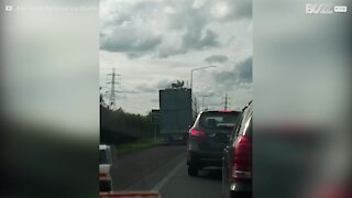 Pecora viene trasportata sul tetto del camion