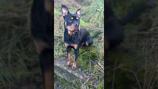 Cute Rottweiler goes for a walk #shorts #short #viral #trending #subscribe