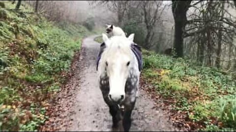 Le chat est le meilleur ami du cheval