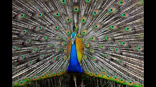 Peacock Is Displaying His Tail