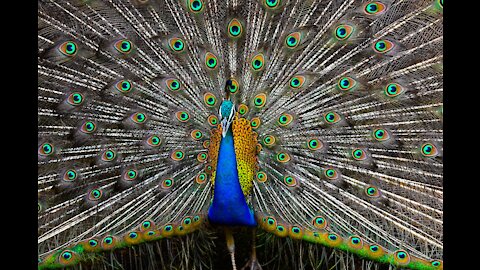 Peacock Is Displaying His Tail