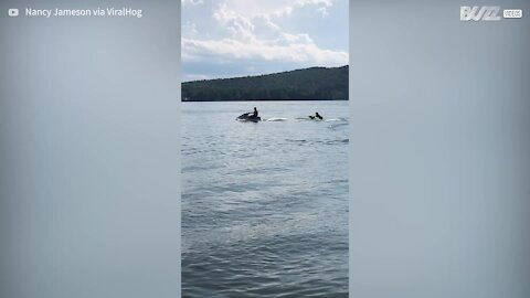 Dog demonstrates talent for watersports while being towed by jet ski