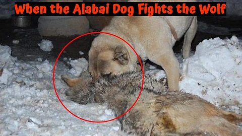 When the Alabai Dog Fights the Wolf