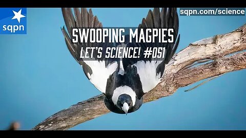 Swooping Magpies - Let's Science!