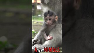 🤗 #AwwNIMALS - Macaques Monkeys 💕