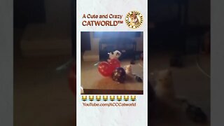Cat Gets ATTACKED By a Pack of ‘Wild Balloons’ 🎈 (Kinda Lol) 😹 (#251) #Shorts