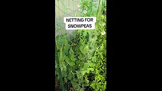 snowpea netting