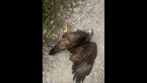 Man Frees A Hawk Being Constricted To Death By A Snake