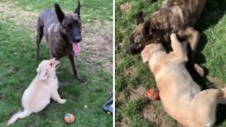 Adorable compilation of dog & puppy best friends