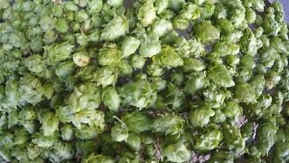 Harvesting and drying hops for homebrewing