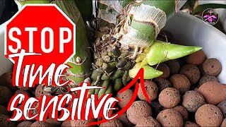 🛑Important Watering Tips🛑 for Catasetum Growers in Semi Hydro Set Up #ninjaorchids
