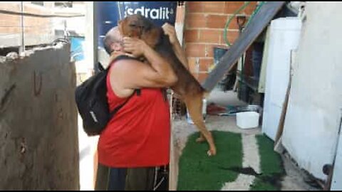 Dog welcomes his owner home with a warm hug