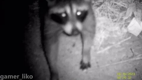 Just Watching My Local Raccoon hang around and eat. 6/16/2023