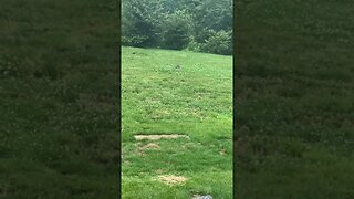 "Gopher" Eating Grass