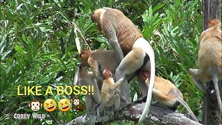 Gay Animals Funny Monkeys Business! Try not to Laugh! 5 #monkey #funnyanimals #funnymonkeys #wild