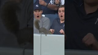 That Was Nuts! Squirrel at Yankees game - Super Squirrel