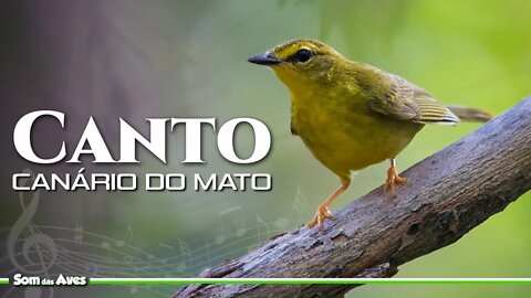 CANÁRIO DO MATO Canto Clássico (Myiothlypis flaveola)