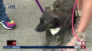 Pet of the Week: Izzy from Gulf Coast Humane Society
