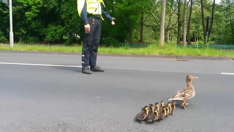 Saving a duck family crossing a busy street