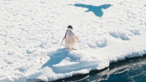 Antarctic Animals | Beyond The Poetry