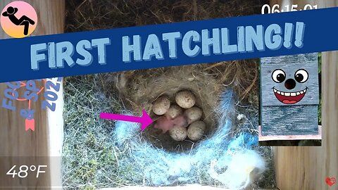 FIRST Hatchling - Chickadee Nest Box Update 11 Day 40