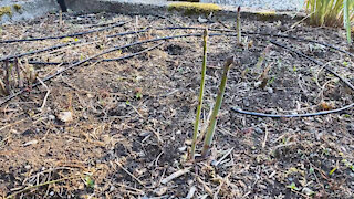 Today in the Garden - 1. Asparagus