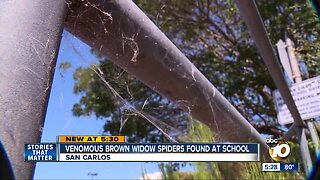 Brown widow spider discovered at San Diego elementary school