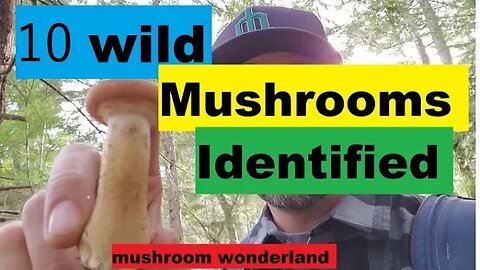10 Wild Mushrooms in the PNW Identified