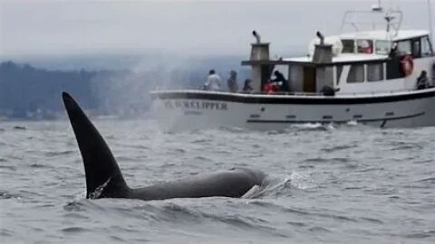 Even Orcas have had enough of us now