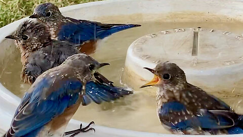 Party at the Bird Bath