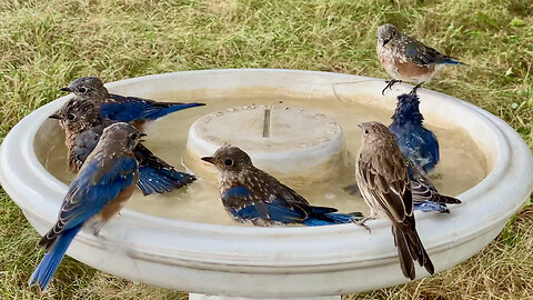 Party at the Bird Bath