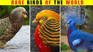 Top 10 Rarest bird in the world | Wonder Insight