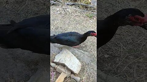 One of my best Muscovy Drakes #ducks #muscovy #muscovyducks #drakes