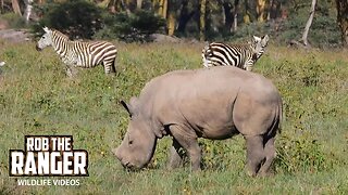 White Rhino Mum And Baby With Zebras | Lake Nakuru | Zebra Plains On Tour