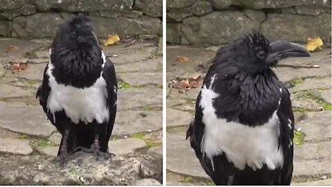 Raven talks to people at zoo