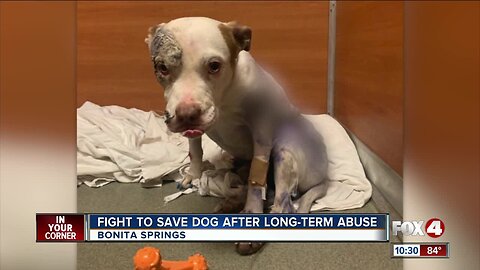 Dog fighting to survive after long-term abuse and neglect