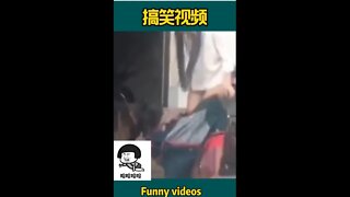 Funny animal videos - Funny dogs - 搞笑的狗