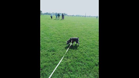 The Schnauzer with a Je Ne Sais Quoi 🐕